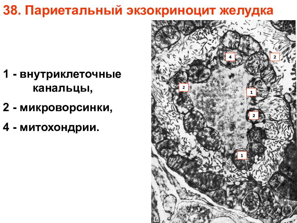 Париетальные клетки желудка. Электронограммы париетальный экзокриноцит. Экзокриноциты желудка. Главные экзокриноциты желудка. Артериола Электронограмма.