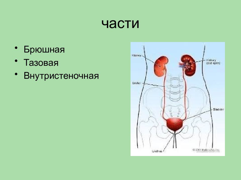 Анатомия мочевой системы презентация