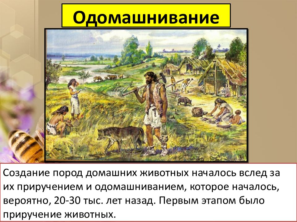 Одомашнивание. Одомашнивание в древности. Одомашнивание картинки. Одомашнивание построек. История одомашнивания фото.