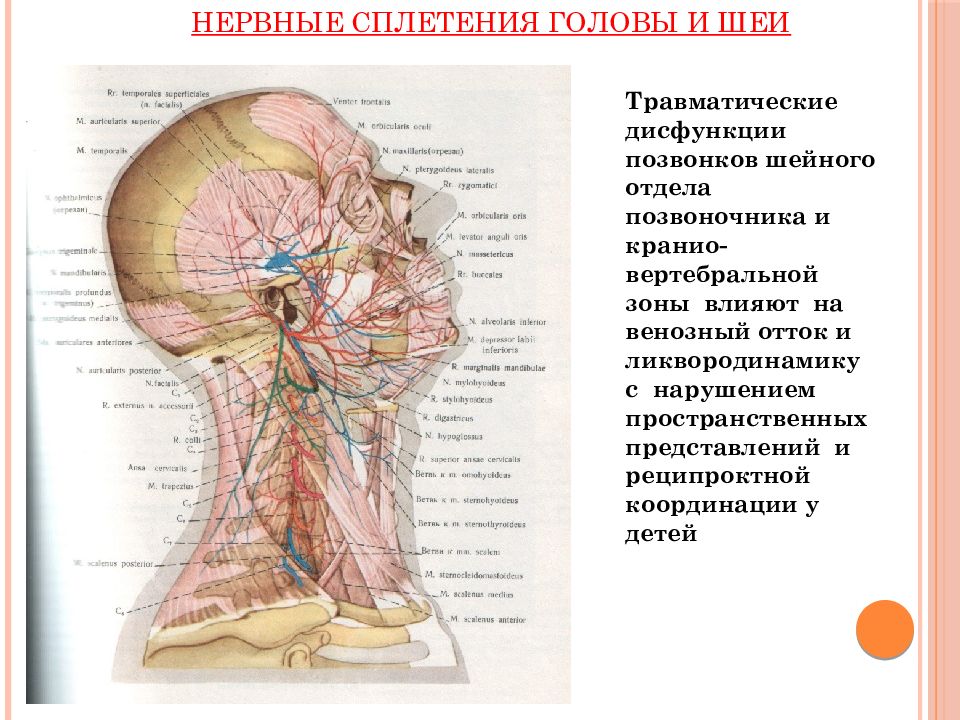 Схема нервы головы