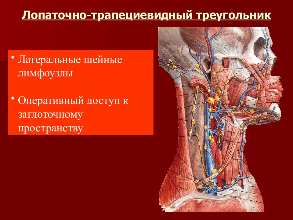 Строение шеи