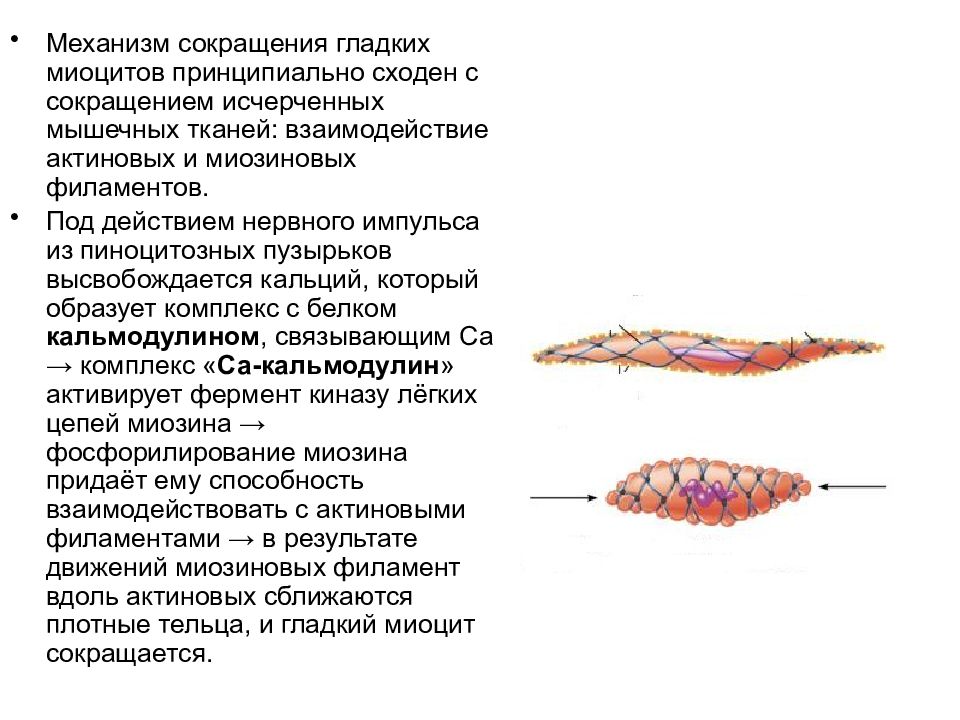 Структурные основы сокращения. Механизм мышечного сокращения гладкой мышечной ткани. Механизм сокращения гладкой мышцы. Механизм сокращения гладкой мышечной клетки. Механизм мышечного сокращения гладких мышц.