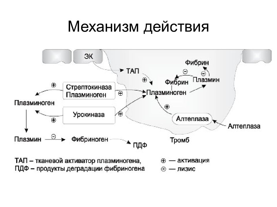 Механизм действия труда. Тканевой активатор плазминогена механизм действия. Механизм действия. Механизм действия фибринолитиков схема. Фибриноген механизм действия.