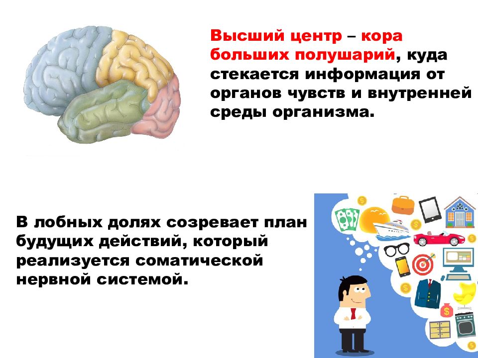 Автономный отдел нервной системы презентация 8 класс