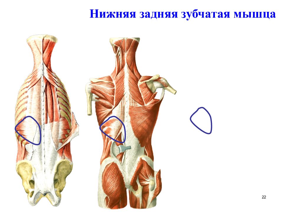 Задняя зубчатая мышца