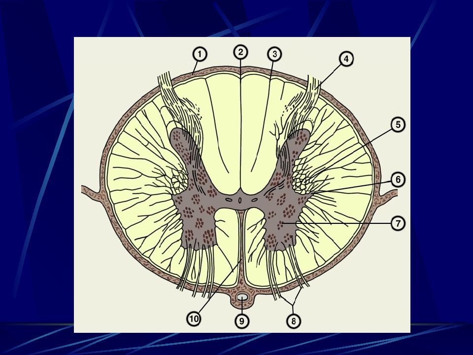 Поперечный разрез. Схема поперечного разреза спинного мозга. Срез спинного мозга строение. Строение спинного мозга на поперечном разрезе. Строение поперечного сечения спинного мозга.