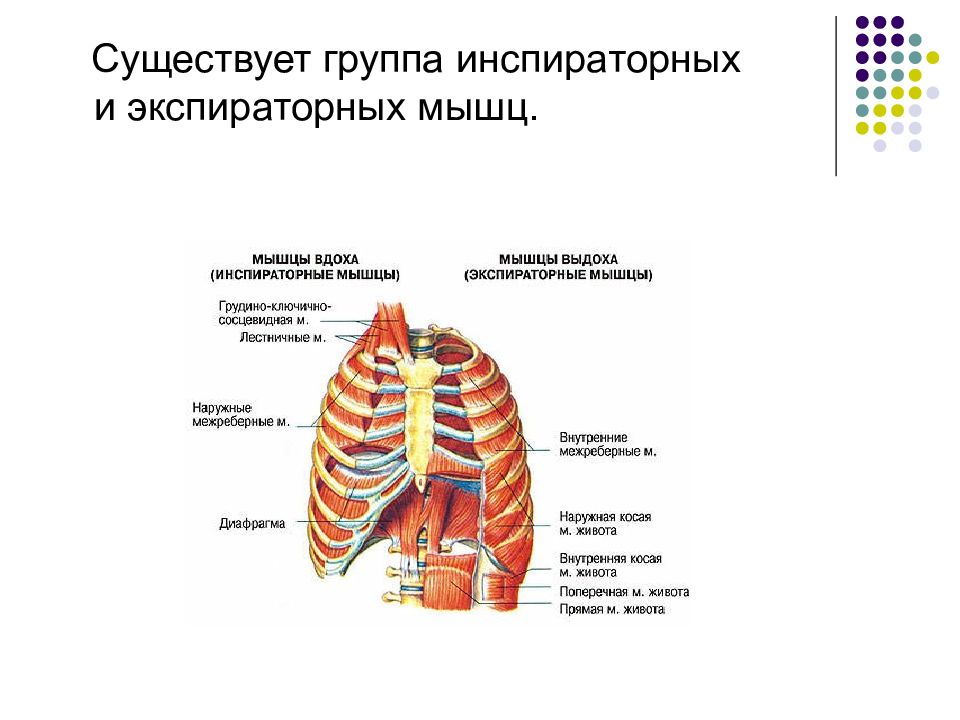 Мышцы принимают участие в дыхании. Инспираторные дыхательные мышцы. Вспомогательные дыхательные мышцы. Основные и вспомогательные дыхательные мышцы. Основные инспираторные мышцы вдоха.