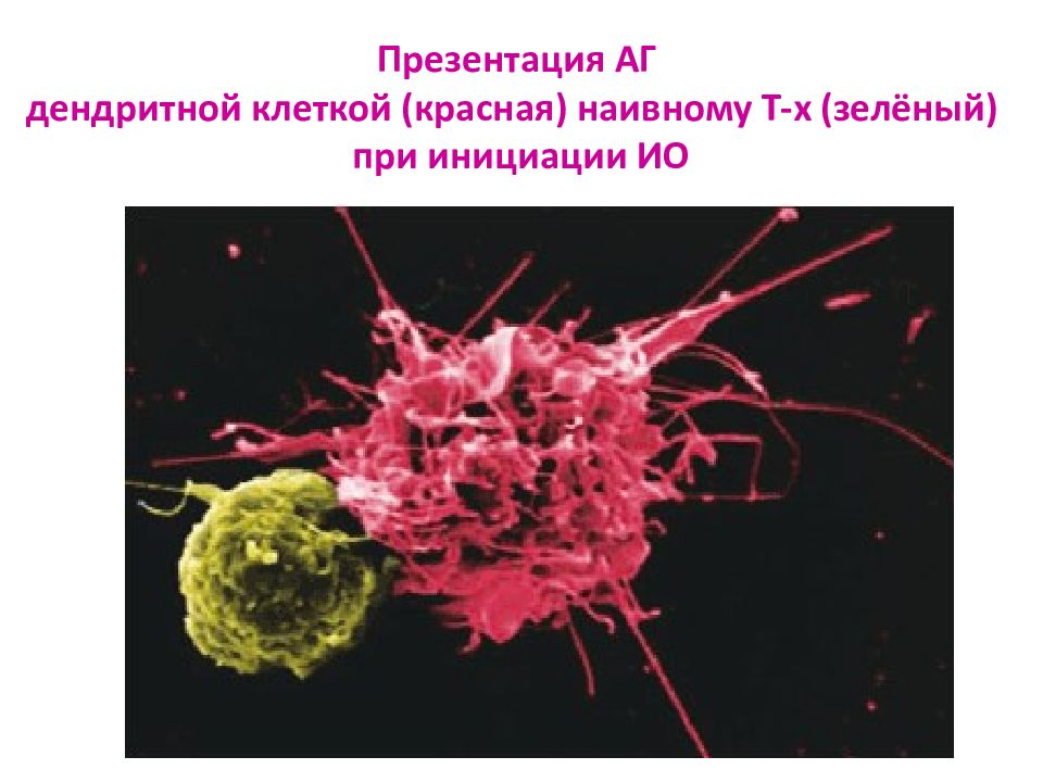 Презентация антигенов дендритными клетками