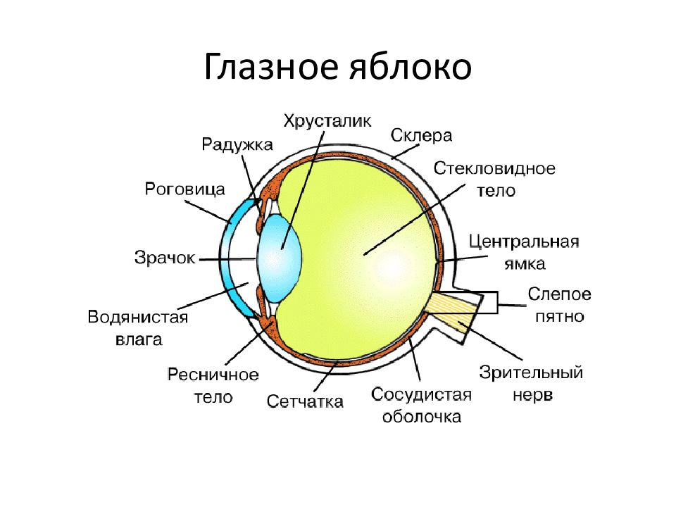 Зрительный анализатор анатомия презентация