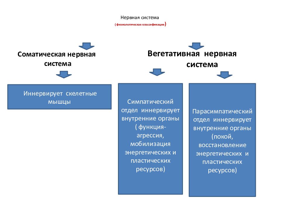 Нервная система ( физиологическая классификация )