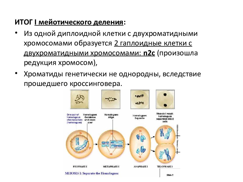 Двухроматидные хромосомы. В результате первого мейотического деления образуются клетки:. Митотический цикл диплоидной клетки (схема). Образование клеток с диплоидным набором хромосом. Митоз гаплоидной клетки.