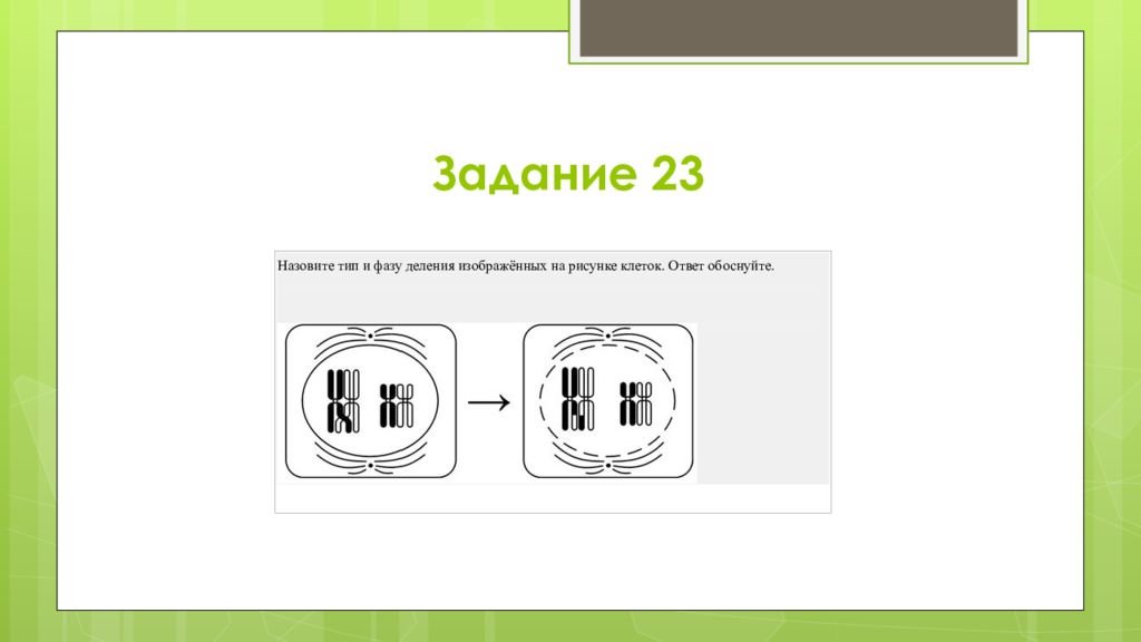 Тип и фаза деления диплоидной клетки. Назовите Тип и фазу деления изображённых на рисунке. Назовите Тип и фазу деления клеток изображенных на рисунках. Назовите Тип и фазу деления изображённых на рисунке клеток ответ. Определите Тип и фазу деления изображенной.