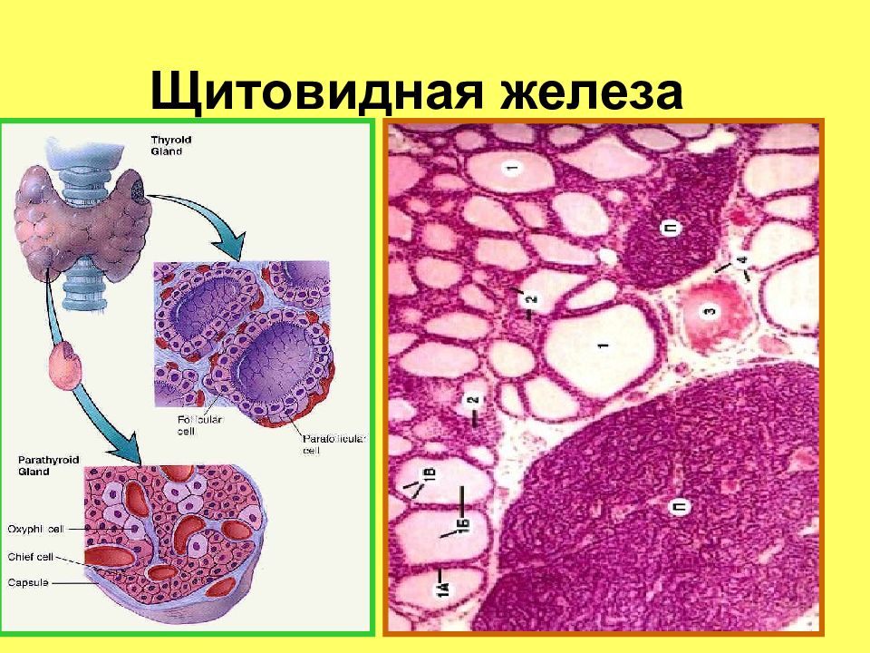 Щитовидная железа гистология рисунок