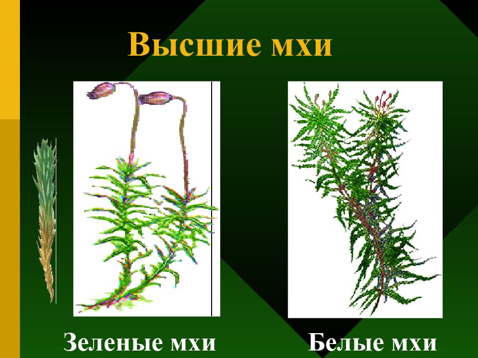 Растения относящиеся к мхам