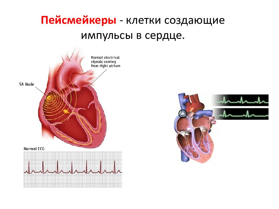 Сердечная клетка. Проводящая система сердца пейсмейкеры. Пейсмейкер сердца это физиология. Пейсмейкеры в сердце. Клетки пейсмейкеры.