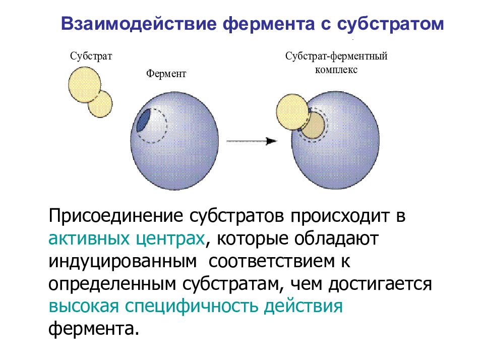 Презентация про ферменты