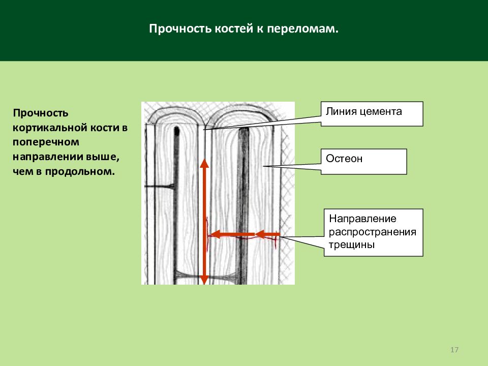 Поперечное направление. Прочность костей человека. Прочность кости на сжатие. Прочность на сжатие человеческой кости. Предел прочности костей.