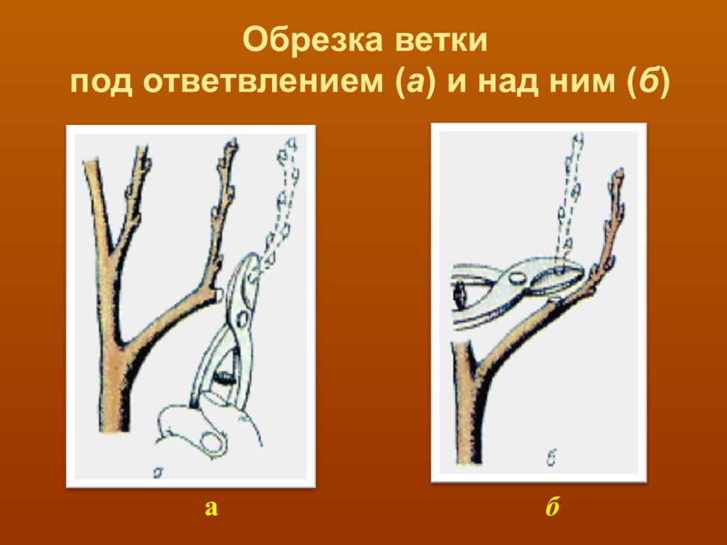 Под веткою. Полуплоская крона и ее формирование. Обрезка деревьев весной. Обрезка плодовых деревьев. Ответвления для презентации.