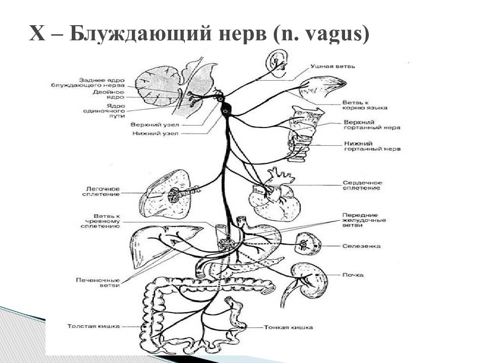 Освобождение нерва латынь. Блуждающий нерв Черепные нервы. Стэнли Розенберг блуждающий нерв. Блуждающий нерв 1 Нейрон. Топография блуждающих нервов схема.