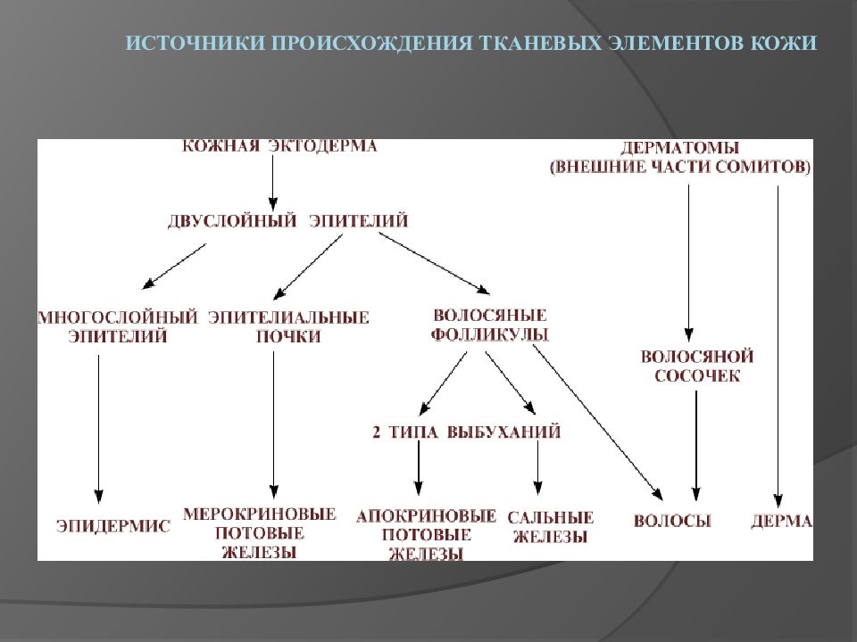 Источник происхождения. Таблица компоненты кожи и их тканевая организация. Компоненты кожи и их тканевая организация. Увеличение объема составляющих орган тканевых элементов это.