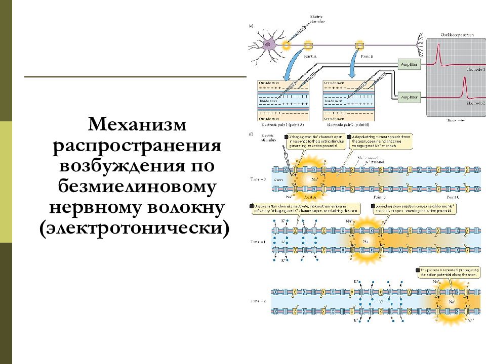 Нервным импульсом называют электрическую. Импульс это в биологии кратко. Нейроны передающие нервные импульсы. Импульс это в биологии кратко. Нервный импульс.