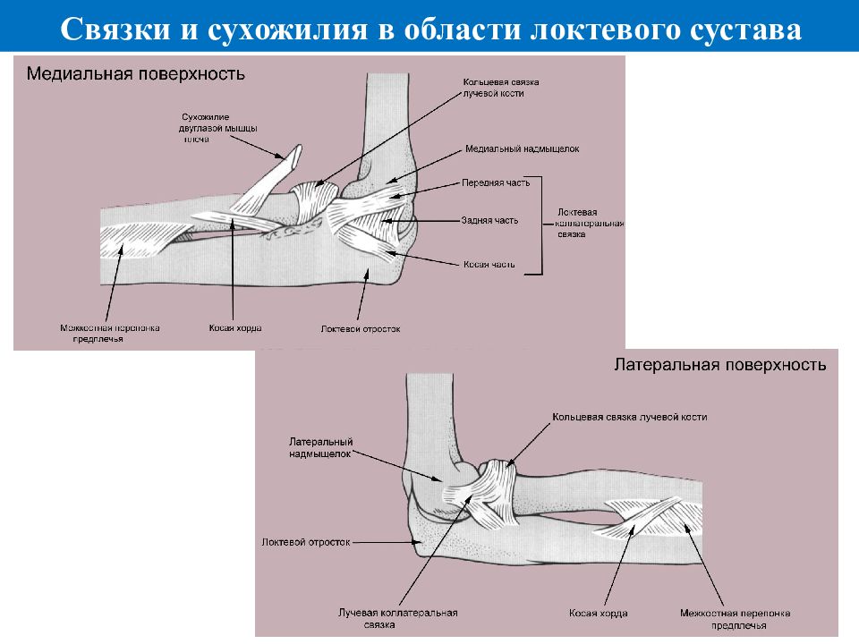 Связки локтевого сустава. Связки и сухожилия локтевого сустава. Анатомия локтевого сустава мышцы и сухожилия. Строение сухожилий локтевого сустава. Связки локтевог осустав.