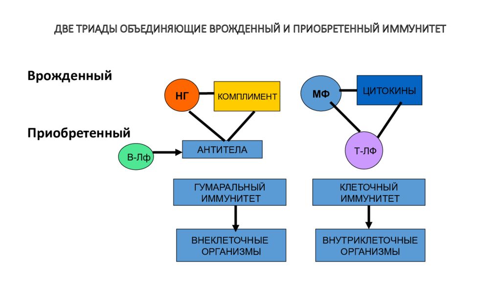 Иммунитет врожденный и приобретенный схема