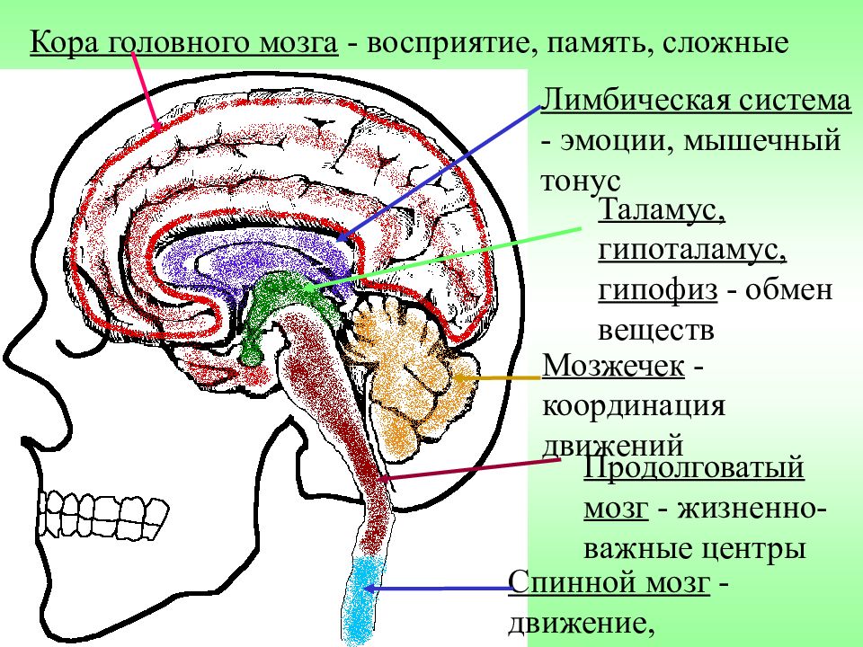 Кора головного мозга схема