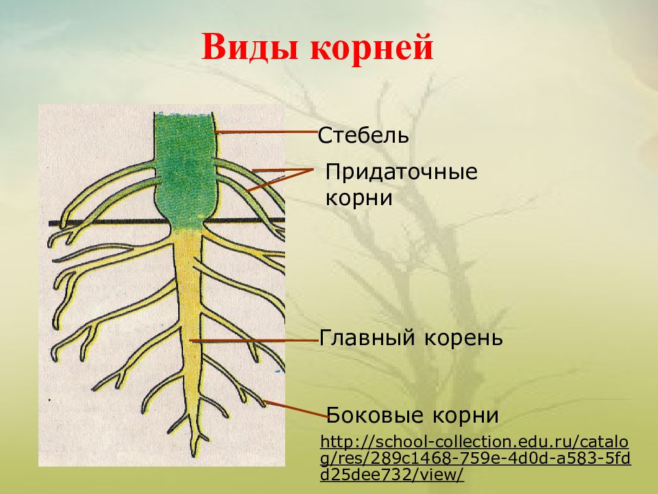 Придаточные корни обозначены на рисунке цифрой