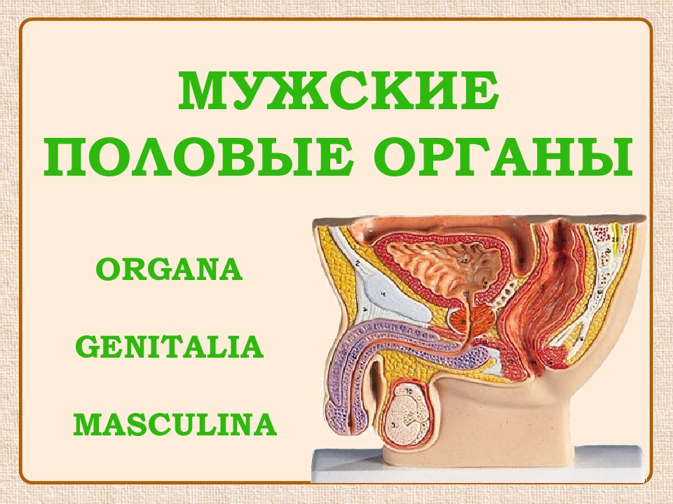 мужские половые органы organa genitalia masculina
