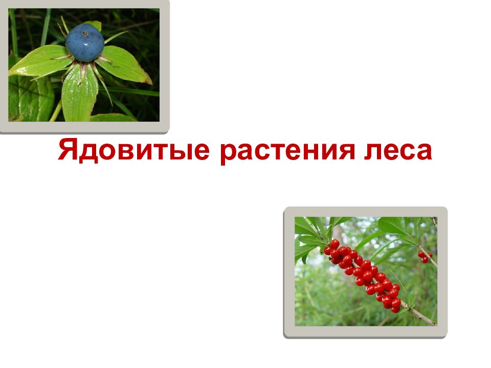 Ядовитые растения леса