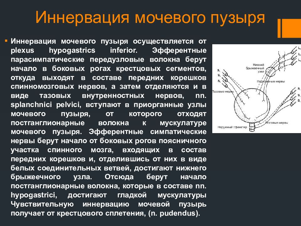 Акт мочеиспускания у мужчин. Иннервация мочевого пузыря анатомия. Парасимпатическая иннервация мочевого пузыря. Симпатическая и парасимпатическая иннервация мочевого пузыря. Симпатическая иннервация мочевого пузыря.