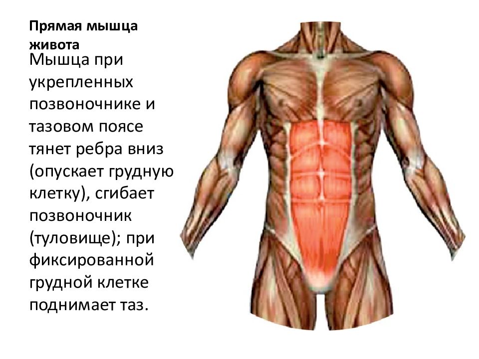 Мышцы брюшной стенки топографическая анатомия