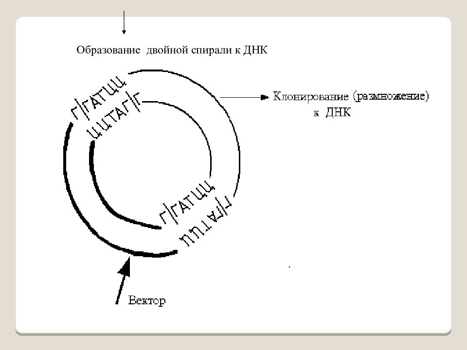 Двойное образование. Образование двойной спирали. Образует двойную спираль. Образование спирали характеризует.