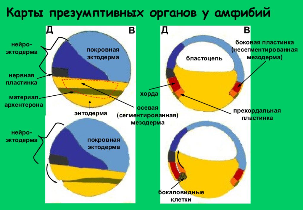 Боковая пластинка. Карта презумптивных органов. Карта презумптивных зачатков. Понятие о презумптивных зачатках. Презумптивная карта амфибий.