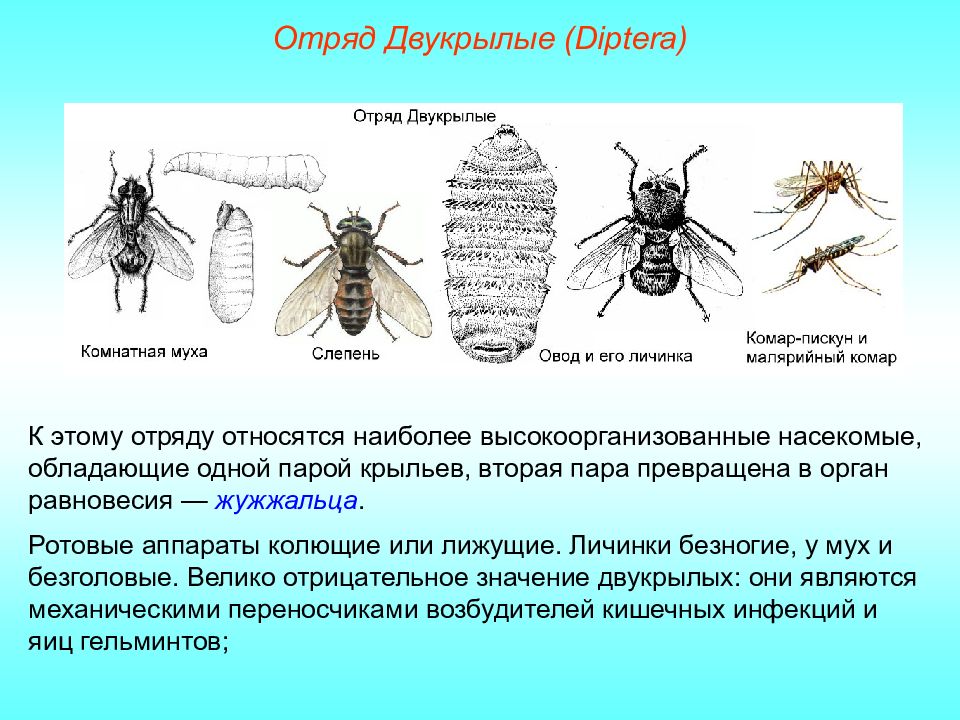 Отряд двукрылые д