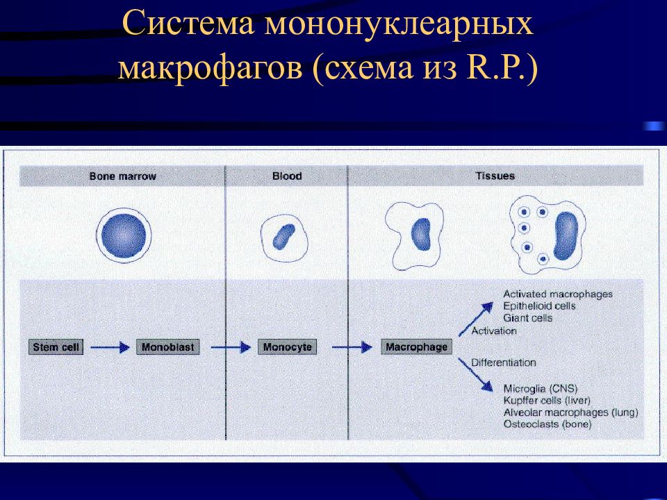 Схема онтогенеза макрофагов