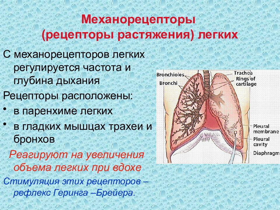 Дыхание задачи. Рецепторы растяжения легких. Рецепторы расположены растяжения легких. Рецепторы легких и дыхательных путей. Механорецепторы легких.