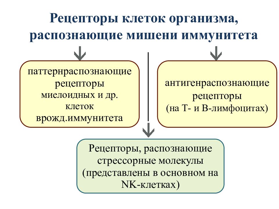 Врожденные рецепторы распознавания. Рецепторный аппарат врожденного иммунитета. Молекулы мишени врожденного иммунитета. Рецепторы распознающие стрессорные молекулы. Факторы врожденного иммунитета.