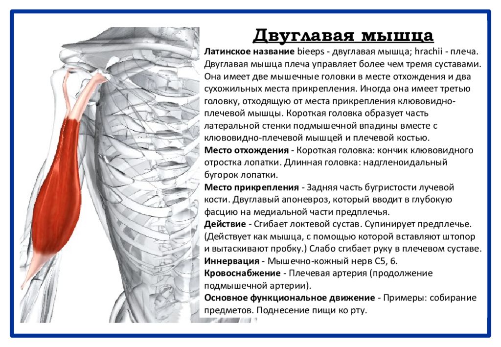 Двуглавая мышца плеча. Сухожилие двуглавой мышцы плеча функции. Длинная головка двуглавой мышцы плеча. Двуглавая мышца плеча анатомия крепление. Прикрепление двуглавой мышцы плеча.