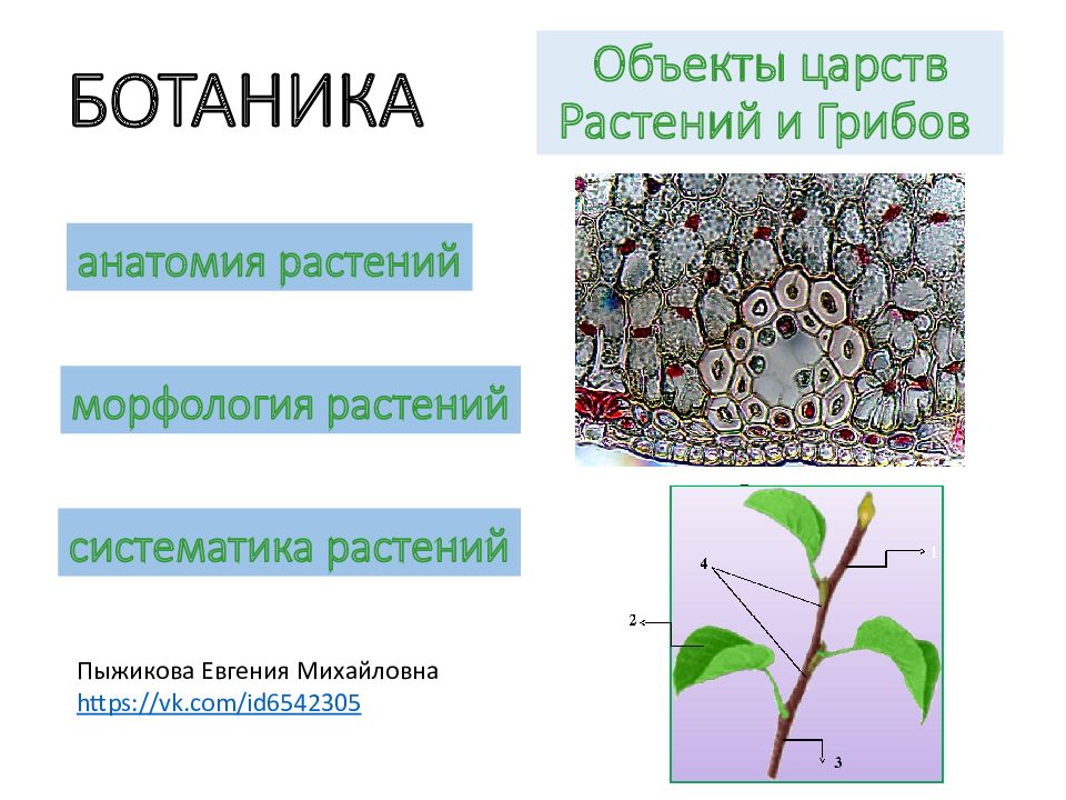 БОТАНИКА