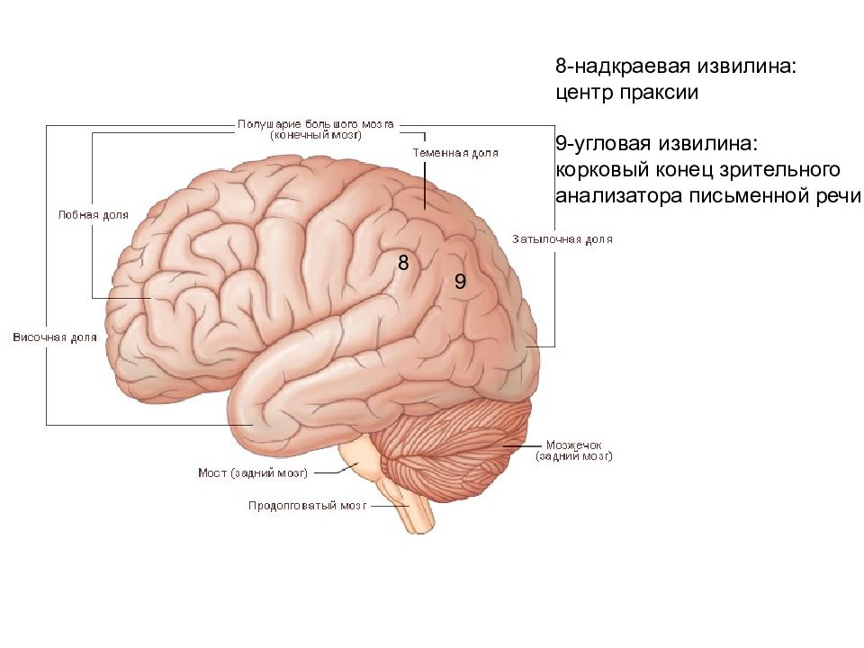 Конечный мозг анатомия презентация