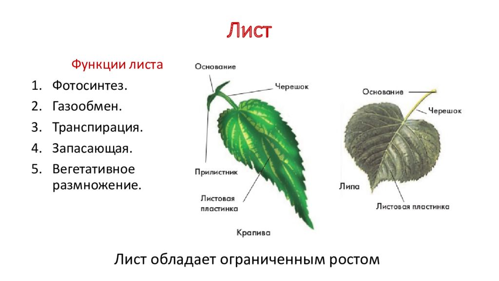 Лист как орган фотосинтеза презентация