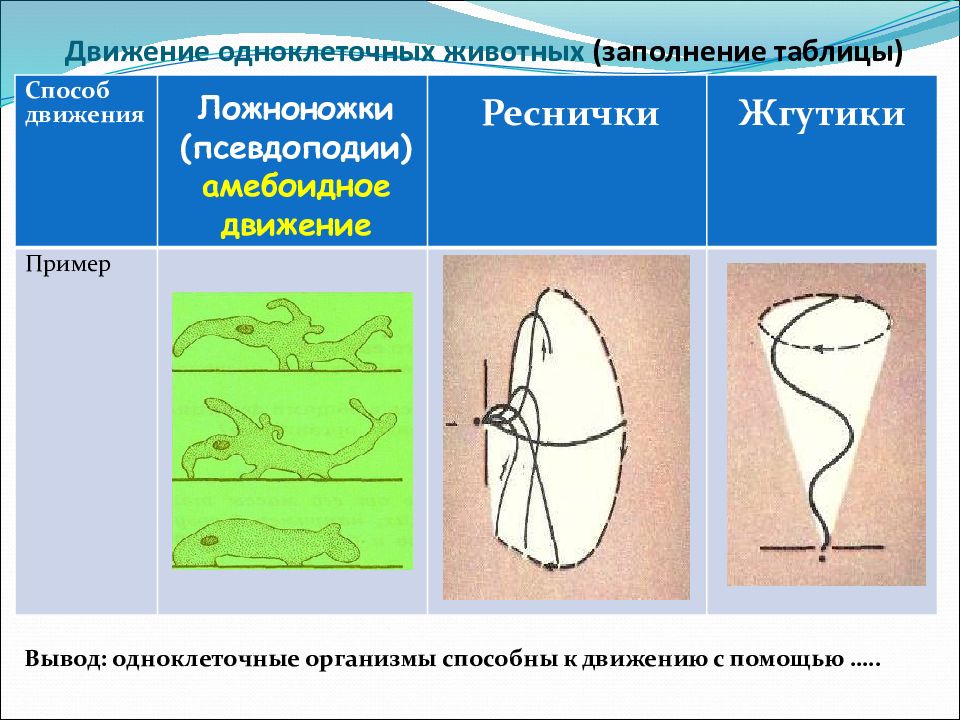 Презентация движение организмов