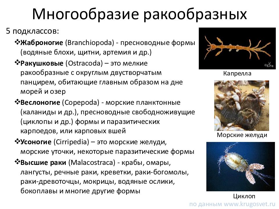 Класс ракообразные презентация