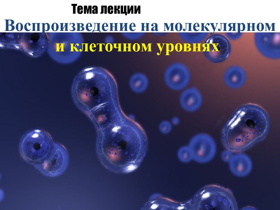Воспроизведение на молекулярном и клеточном уровнях Тема лекции