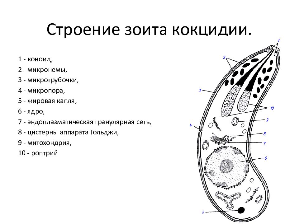 Споровики. Строение зоита споровиков. Строение апикального комплекса органелл споровиков. Споровики строение. Апикомплексы Споровики.