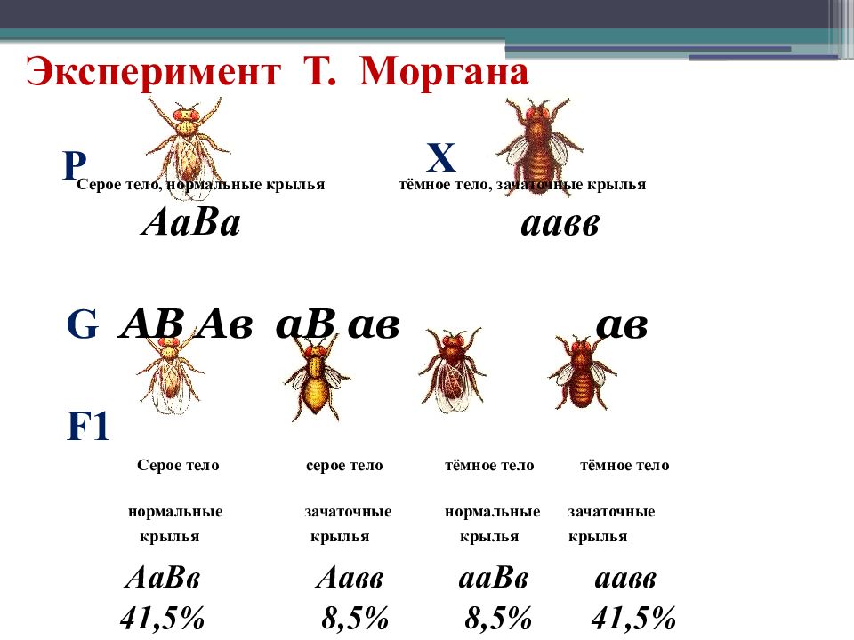 Хромосомная теория т моргана кратко