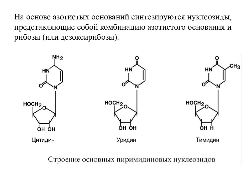 Обмен нуклеотидов презентация