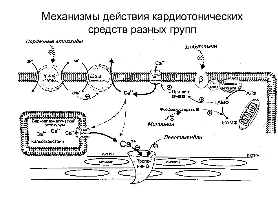 Механизм действия кардиотонических средств. Кардиотонические средства механизм действия. Кардиотонические средства механизм действия кратко. Кардиотонические препараты механизм действия. Действие сердечных гликозидов схема.